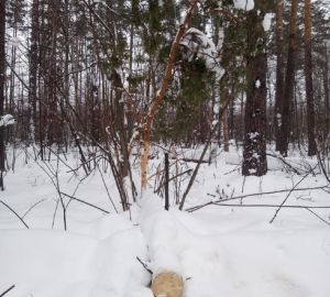 В Сердобском лесничестве вор попытался похитить сосну