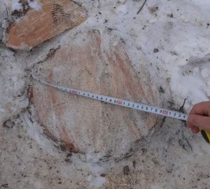 В Пензенской области поймали очередного «черного лесоруба»