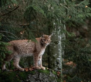 В Пензенской области гуляет сбежавшая из дома рысь