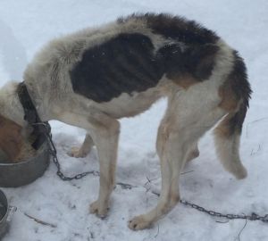 В Башмаковском районе мужчина издевается над собаками