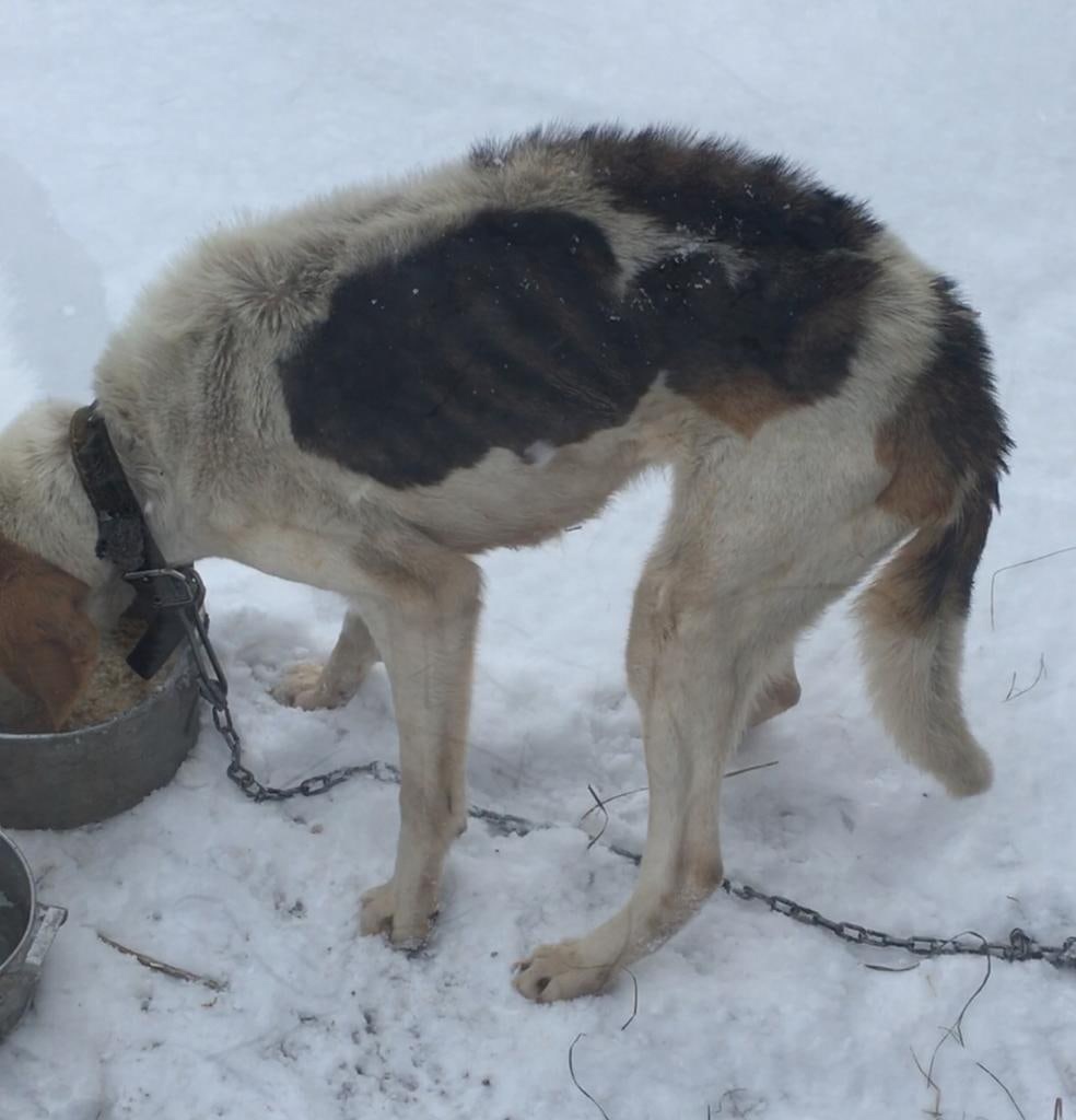 В Башмаковском районе мужчина издевается над собаками