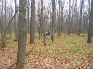 Нижнеломовцу выписали штраф за убийство лосихи