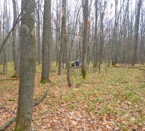 Нижнеломовцу выписали штраф за убийство лосихи