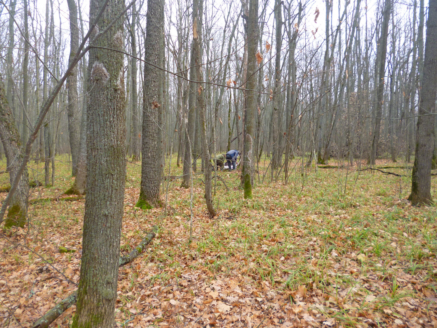 Нижнеломовцу выписали штраф за убийство лосихи
