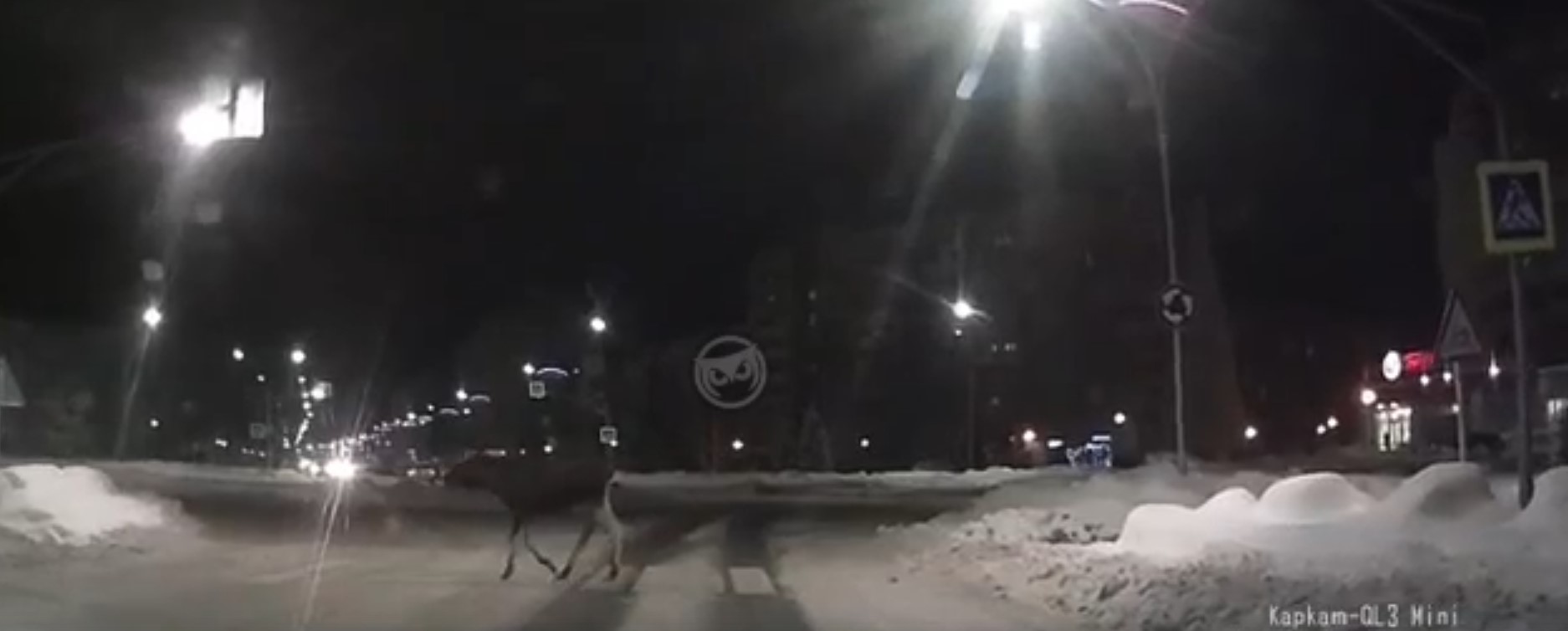 Зареченский лось, переходящий дорогу по пешеходному переходу, попал на видео