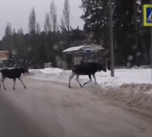 Зареченские лоси продемонстрировали знание ПДД