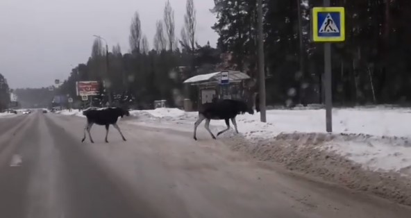 Зареченские лоси продемонстрировали знание ПДД