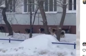 Пензенцам рассказали, куда обращаться в случае выявления бездомных собак