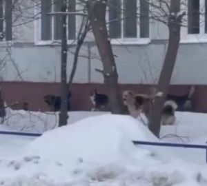 Пензенцам рассказали, куда обращаться в случае выявления бездомных собак