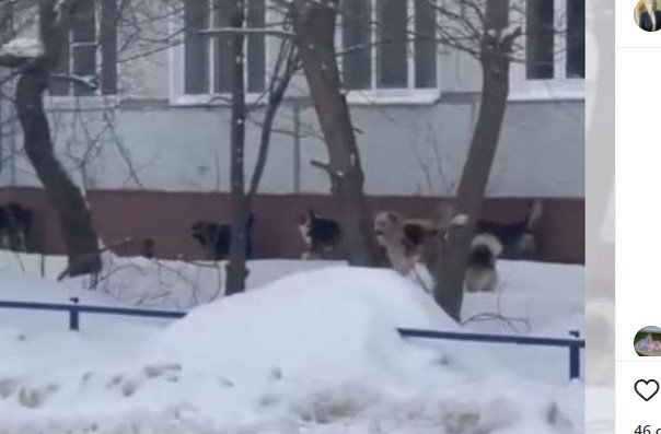 Пензенцам рассказали, куда обращаться в случае выявления бездомных собак