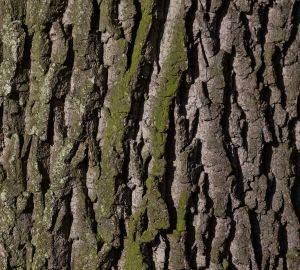 Житель Пензенской области получит срок за рубку дуба