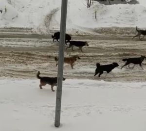 Жители Арбеково ищут хозяев бродячим собакам