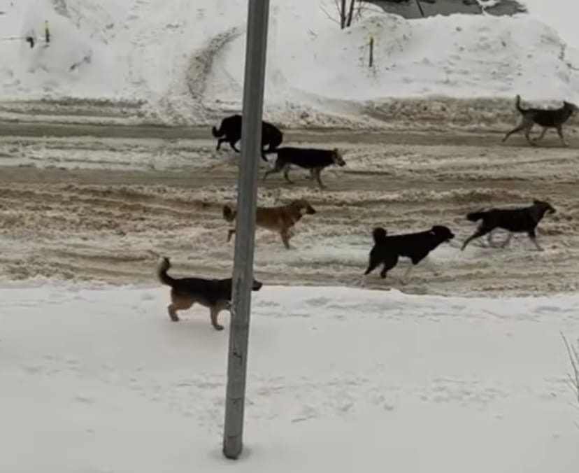 Жители Арбеково ищут хозяев бродячим собакам