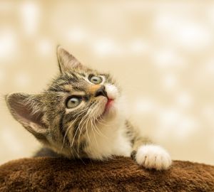 В Госдуму внесут поправки о введении обязательной маркировки домашних животных