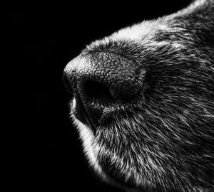 В Кузнецке 10-летнюю девочку покусала стая собак