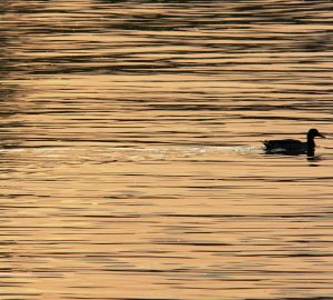 В Пензе начался учет водоплавающих птиц