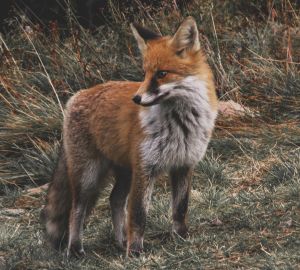 Назван способ снизить число случаев заражения бешенством от диких лисиц
