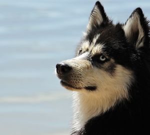 В пензенском поселке стая бродячих собак держит в страхе местных жителей
