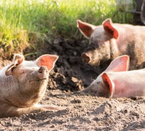 В Сурском крае отменили карантин по африканской чуме свиней в нескольких очагах