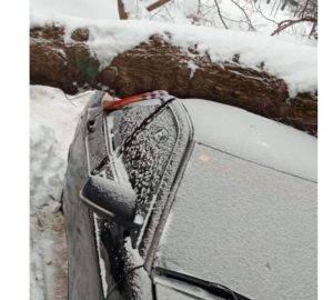 В Пензе на легковушку упало старое дерево