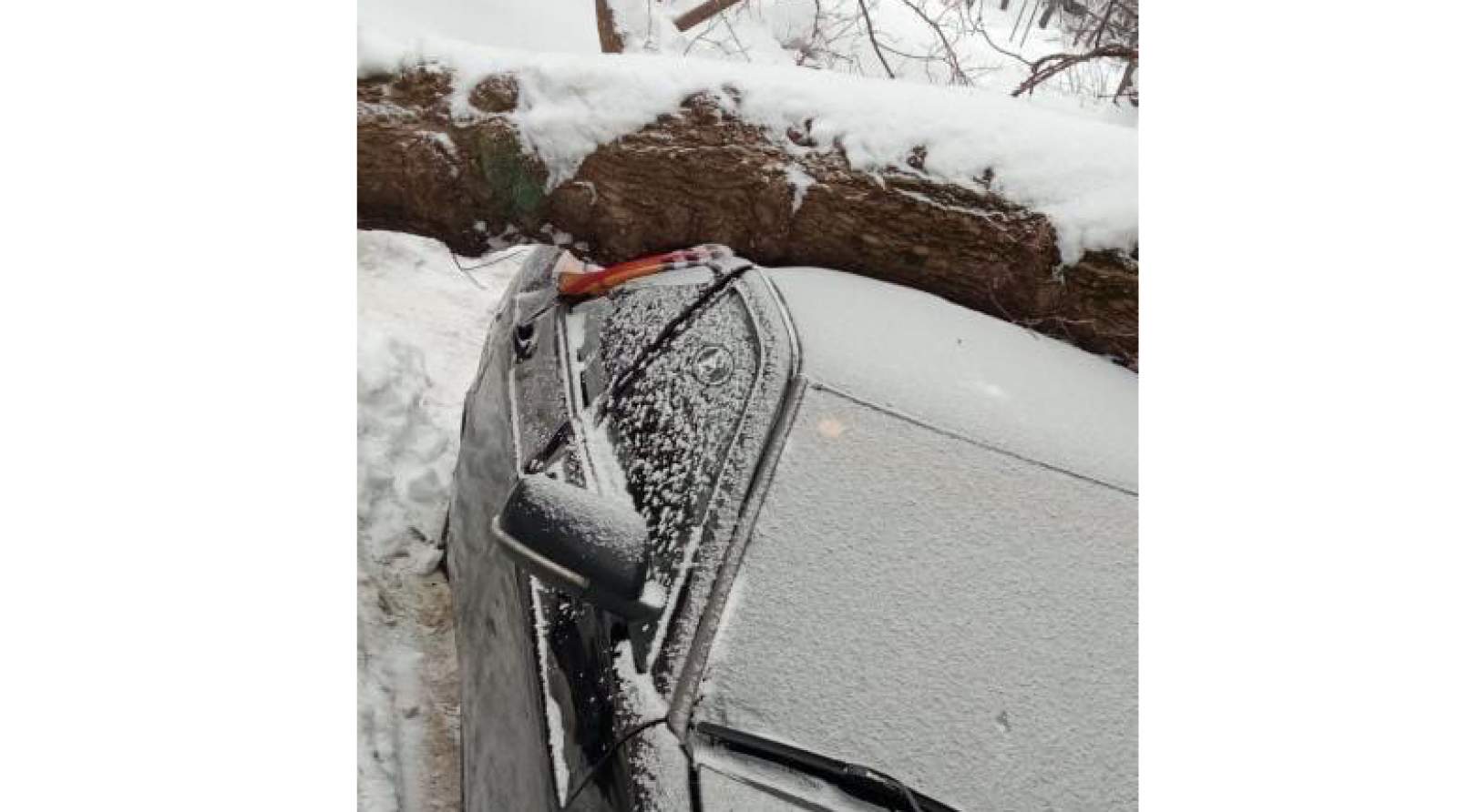 В Пензе на легковушку упало старое дерево