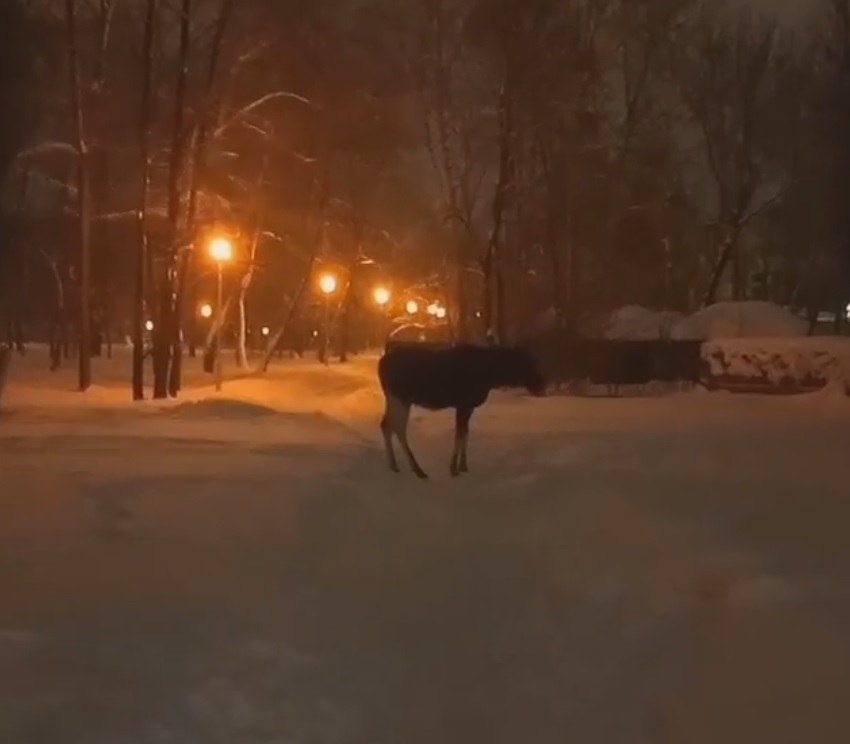 В Заречном лось напал на катающихся с горки детей