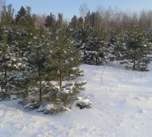 В Пензенской области высадят семена сосны, добытые из 5 тонн шишек