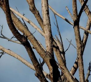 Жителю Кузнецкого района грозит тюрьма за кражу сухостоя