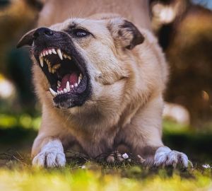 Жительница Пензы стала очередной жертвой уличных псов