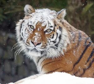 В Пензе тигр разорвал снежную бабу с мясной начинкой