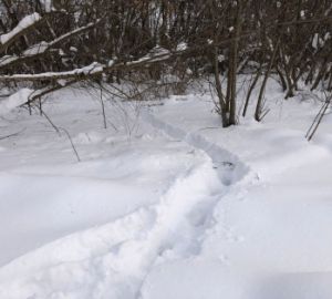 В Пензе выяснят причину смерти пропавшего в октябре мужчины