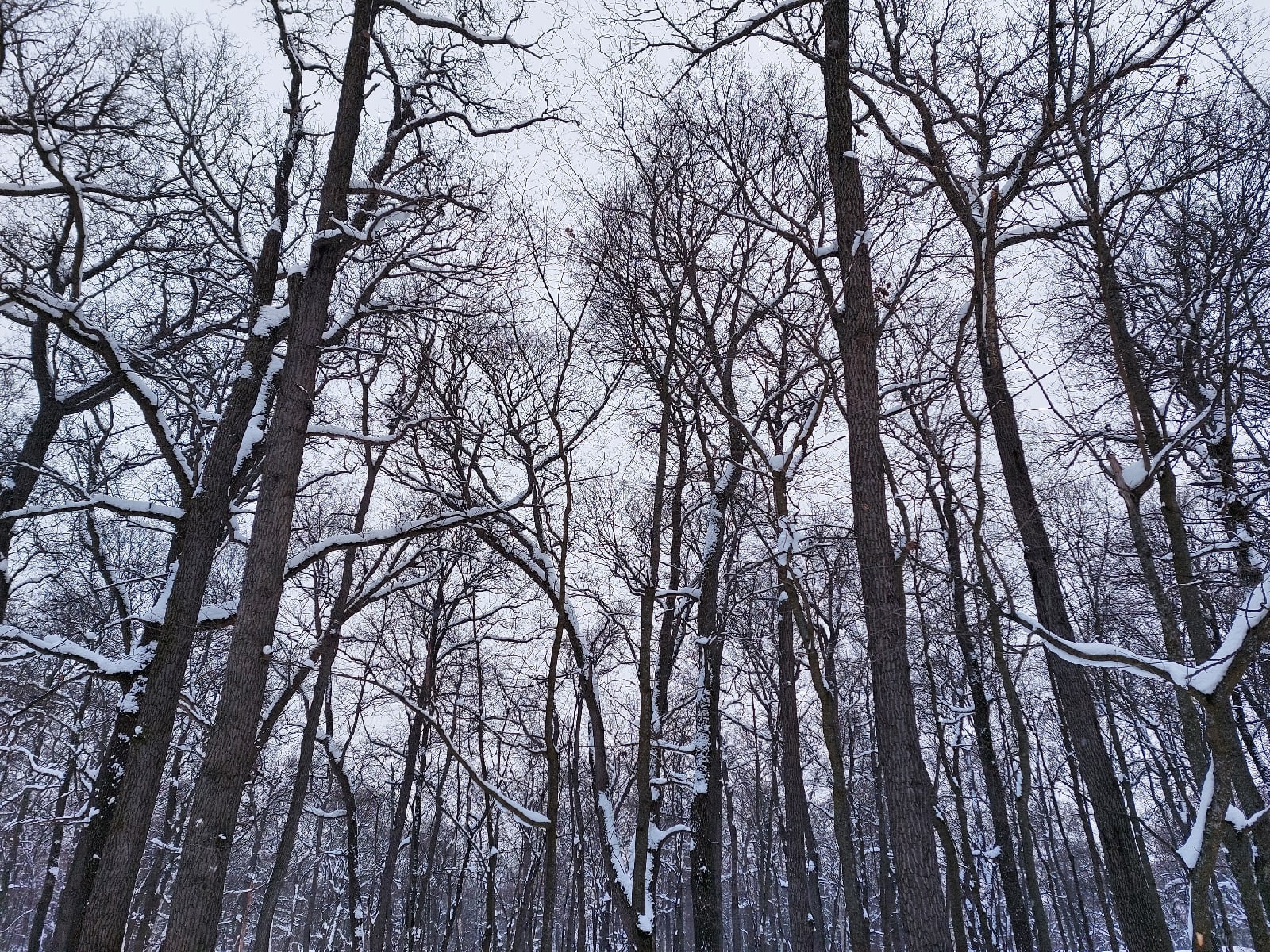 В Пензенской области Минлесхоз распоряжался ресурсами в личных интересах руководства