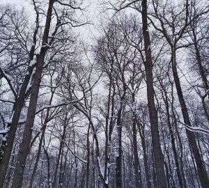 В Пензенской области вновь похолодает до минус 9 градусов
