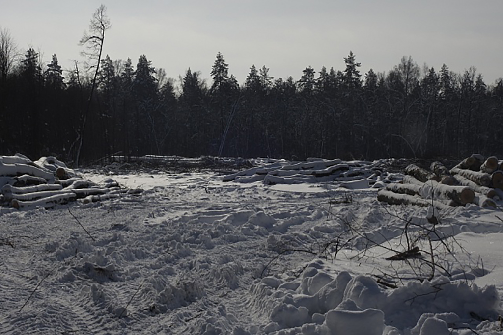 Пензенцы дважды заплатят штраф за нарушение лесного законодательства