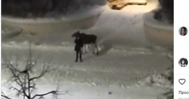 В Заречном лось обнюхал мужчину на остановке и попал на видео