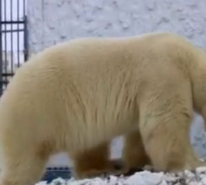 Белого медведя из пензенского зоопарка порадовали сюрпризом