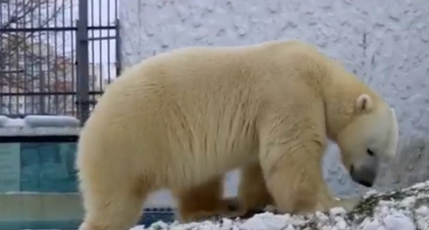 Белого медведя из пензенского зоопарка порадовали сюрпризом