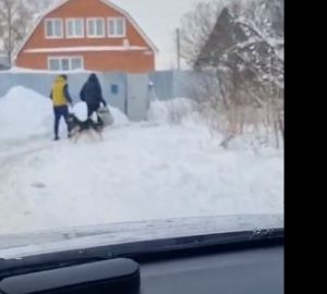 В Пензе на Западной поляне бездомные собаки нападают на людей