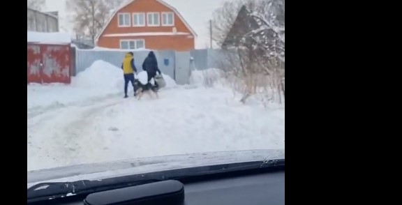 В Пензе на Западной поляне бездомные собаки нападают на людей