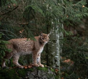 В Пензенской области обнаружили следы редкой породы рыси