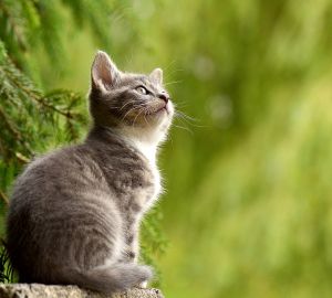 В Минсельхозе перечислили животных, переносящих бешенство