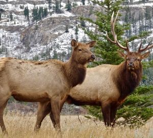 Беременная лосиха стала жертвой браконьеров в Нижнеломовском районе