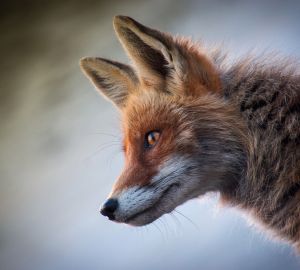 В Бессоновском районе домашние животные пройдут вакцинацию