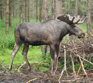 Зареченских лосей увозят подальше от города