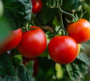 Рост цен на продукты в Сурском крае замедлился