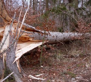 Пензенцы добились выплаты ущерба, причиненного упавшим деревом
