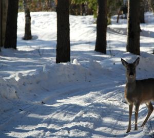 В Кузнецке за неделю в службу спасения поступило более 15 звонков