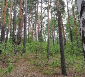 Как запрет на экспорт дерева скажется на стоимости стройматерилов