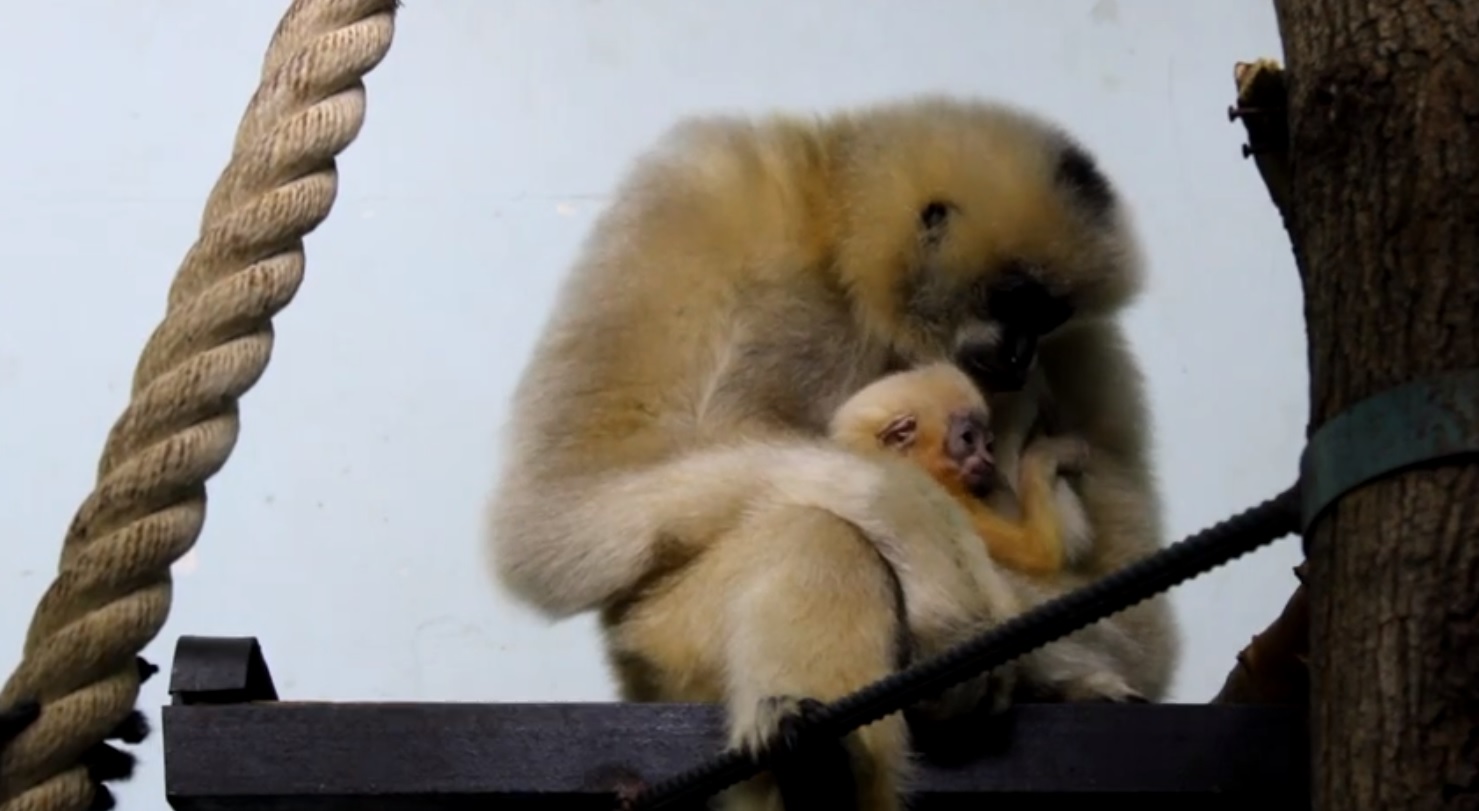 В пензенском зоопарке у пары гиббонов появилось потомство