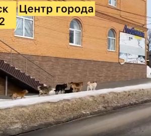 Жители Сердобска боятся выходить на улицу из-за собачьих свор